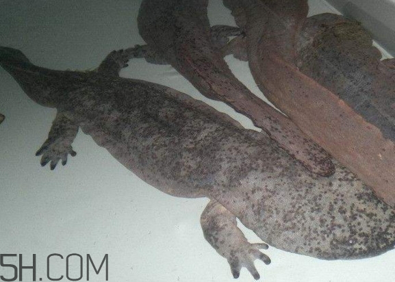 蠑螈是娃娃魚(yú)嗎？蠑螈和娃娃魚(yú)的區(qū)別