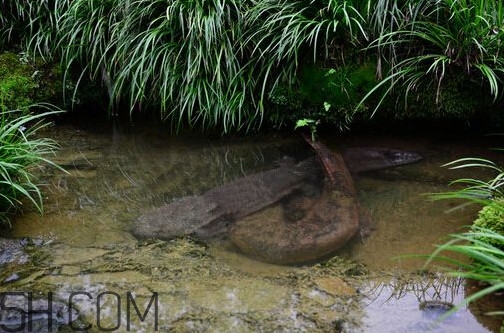 蠑螈是娃娃魚(yú)嗎？蠑螈和娃娃魚(yú)的區(qū)別
