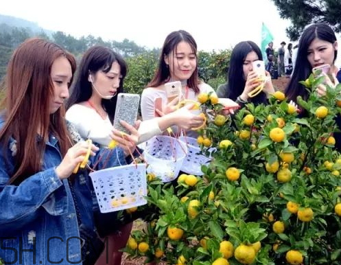 南豐蜜桔節(jié)什么時(shí)候？2017南豐蜜桔節(jié)時(shí)間