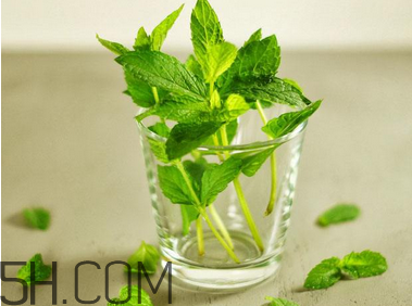 感冒可以喝酒嗎？薄荷治療感冒的方法