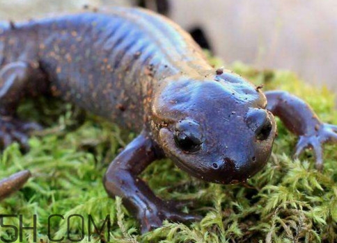 蠑螈是娃娃魚(yú)嗎？蠑螈和娃娃魚(yú)的區(qū)別