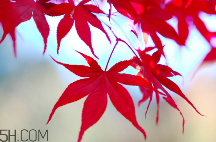 楓葉幾月份最紅？楓葉幾月的時候最美？