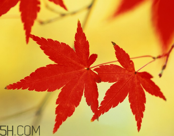 楓葉幾月份最紅？楓葉幾月的時候最美？