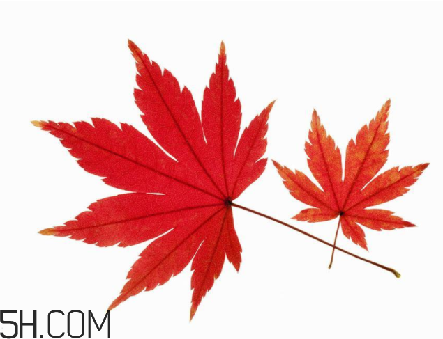 楓葉可以用來做什么？楓葉可以染頭發(fā)嗎？