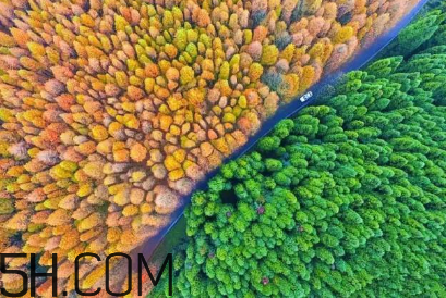 楓葉可以用來做什么？楓葉可以染頭發(fā)嗎？