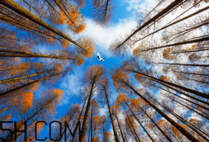 楓葉可以用來做什么？楓葉可以染頭發(fā)嗎？