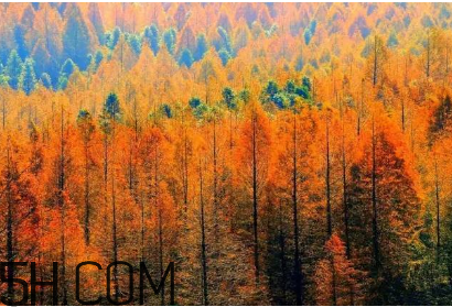 楓葉可以用來做什么？楓葉可以染頭發(fā)嗎？
