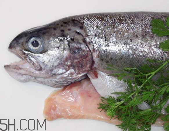 鮭魚是什么魚？鮭魚多少錢一斤