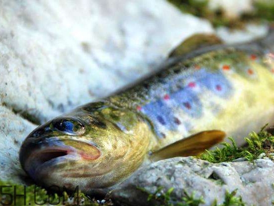 鮭魚是什么魚？鮭魚多少錢一斤