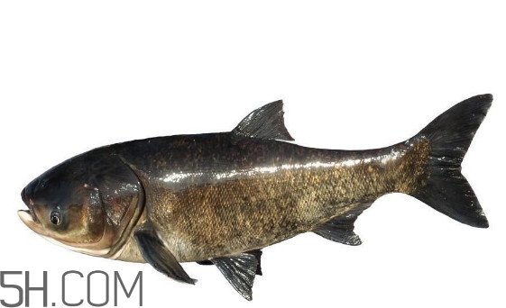 胖頭魚為什么叫胖頭魚？胖頭魚能長到多大