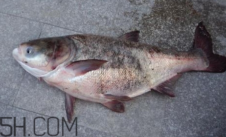 胖頭魚是花鰱魚嗎？胖頭魚是河魚還是海魚