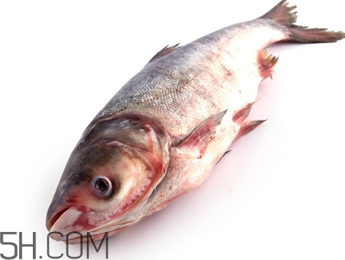 胖頭魚為什么叫胖頭魚？胖頭魚能長到多大