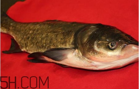 胖頭魚可以做魚丸嗎？胖頭魚可以做酸菜魚嗎