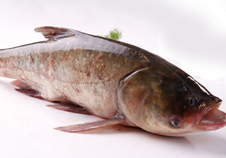 胖頭魚(yú)是花鰱魚(yú)嗎？胖頭魚(yú)是河魚(yú)還是海魚(yú)