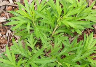 擇藜蒿手臟怎么洗？藜蒿和水芹菜的區(qū)別