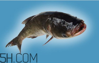 胖頭魚(yú)吃什么？胖頭魚(yú)怎么殺