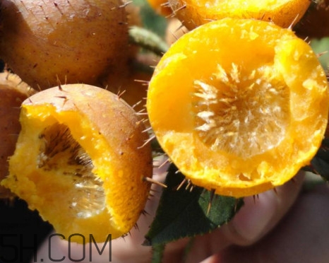 刺梨能降血壓?jiǎn)?？刺梨是哪里的特產(chǎn)