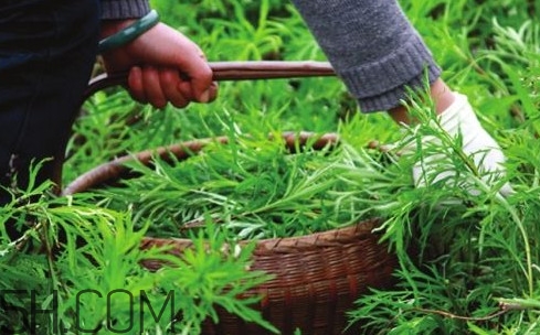 藜蒿多少錢一斤？藜蒿和蘆蒿是同一種菜嗎？