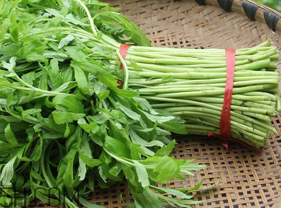 藜蒿什么季節(jié)有？藜蒿是發(fā)物嗎