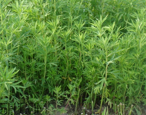 藜蒿是什么植物？藜蒿怎么種植