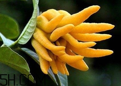 佛手柑泡水喝有什么功效？佛手柑產(chǎn)地在哪兒