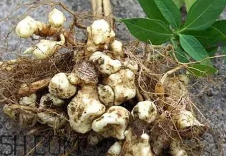 菊芋怎么做好吃？菊芋怎么腌制