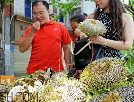 葵花籽不能和什么一起吃？葵花籽什么時候成熟