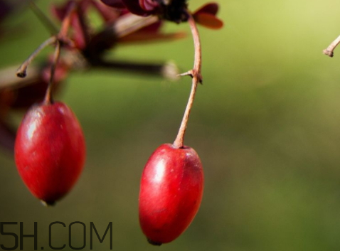 山茱萸什么時(shí)候成熟？山茱萸什么時(shí)候結(jié)果？