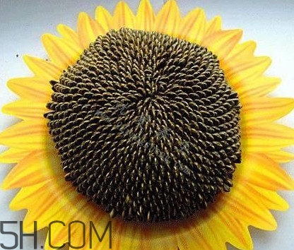 葵花籽是什么？葵花籽和瓜子的區(qū)別