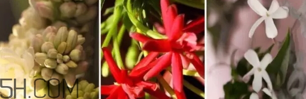gucci bloom香水好聞嗎？gucci bloom香水香評