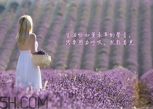 香柏樹薰衣草敏感修復(fù)乳液怎么樣？多少錢？