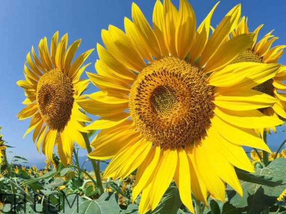 向日葵什么時候開花？向日葵什么時候成熟