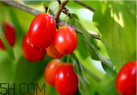 山茱萸什么時(shí)候成熟？山茱萸什么時(shí)候結(jié)果？
