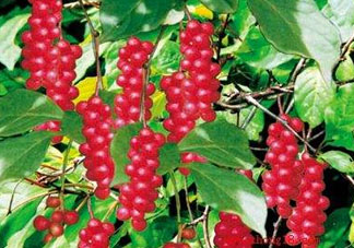 山茱萸什么時(shí)候成熟？山茱萸什么時(shí)候結(jié)果？