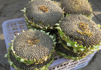 一朵向日葵能結(jié)多少葵花籽？葵花籽為什么也會致癌