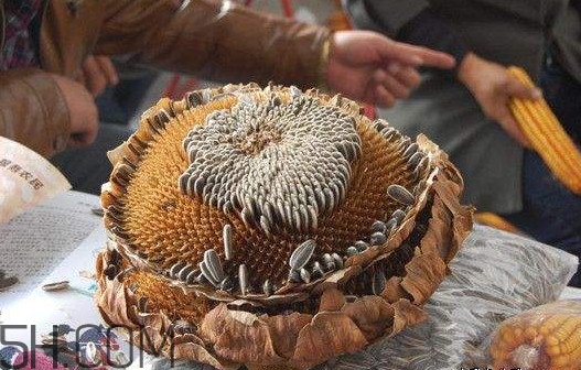 葵花籽怎么弄下來(lái)？葵花籽怎么脫粒