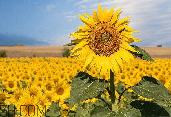 向日葵向什么方向？向日葵的花語(yǔ)是什么
