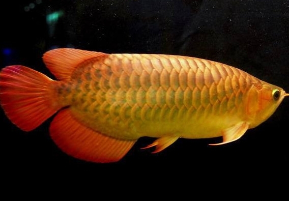 金龍魚能吃嗎？紅龍魚貴還是金龍魚貴
