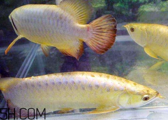 金龍魚有什么寓意？金龍魚有幾個品種