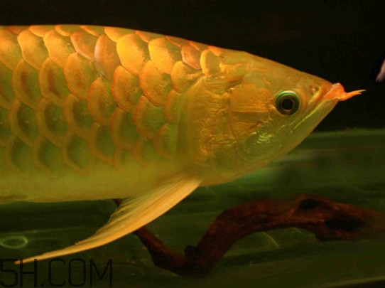 什么魚和金龍魚一起養(yǎng)好？金龍魚怎么養(yǎng)