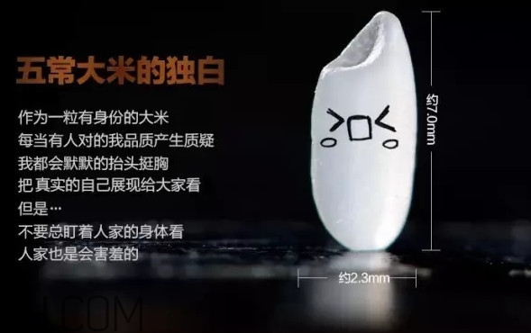 五常大米為什么那么貴？五常大米比一般大米味道好在哪兒