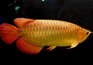 金龍魚(yú)能吃嗎？紅龍魚(yú)貴還是金龍魚(yú)貴