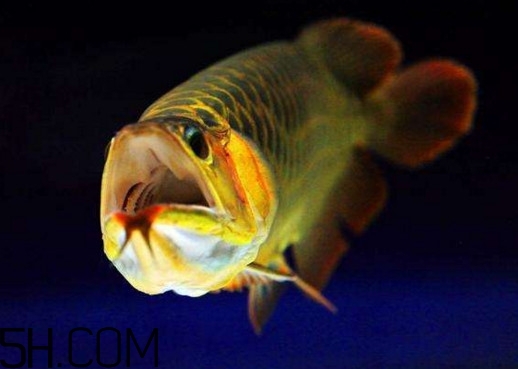 金龍魚有什么寓意？金龍魚有幾個品種