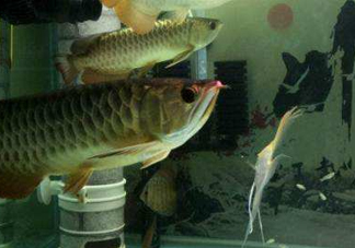 金龍魚(yú)是怎么繁殖？養(yǎng)金龍魚(yú)有什么講究