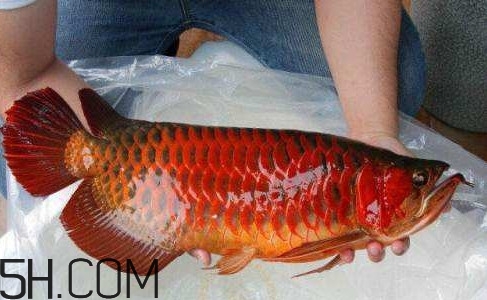 金龍魚能吃嗎？紅龍魚貴還是金龍魚貴