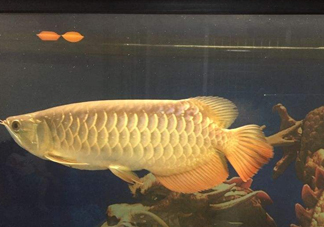 金龍魚(yú)是什么魚(yú)？金龍魚(yú)多少錢(qián)一條