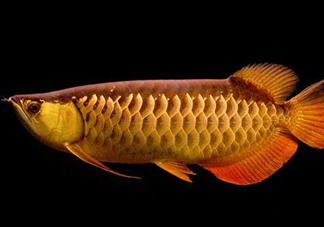 什么魚(yú)和金龍魚(yú)一起養(yǎng)好？金龍魚(yú)怎么養(yǎng)