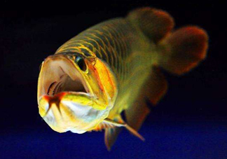 金龍魚(yú)有什么寓意？金龍魚(yú)有幾個(gè)品種