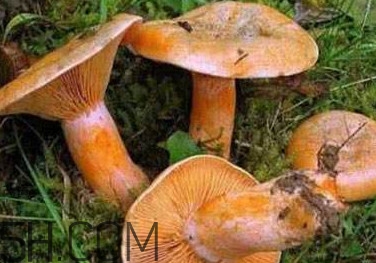 樅樹(shù)菌有點(diǎn)霉了能吃嗎？樅樹(shù)菌能和皮蛋一起吃嗎