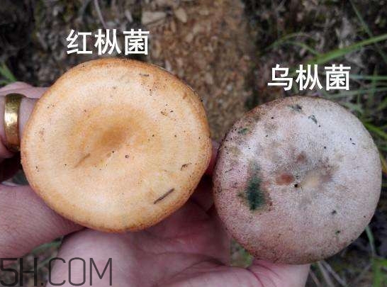 重陽菌燉久了營養(yǎng)會流失嗎？重陽菌長霉還能吃嗎